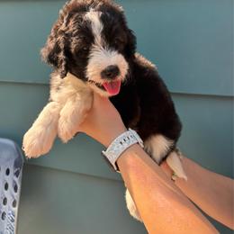 Lincoln - male Double Doodle puppy in Blue Springs, Missouri from Jeanie’s Doodles