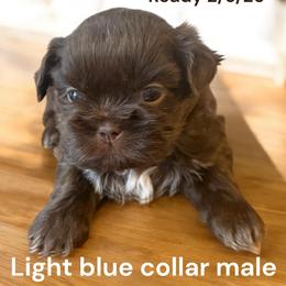 Lt blue - Liver male Shih Tzu puppy in Berkeley Springs, West Virginia from Sandridge Shih Tzus