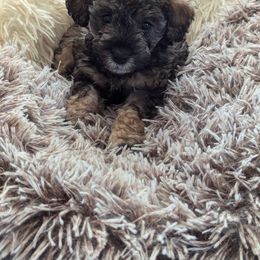Boy 3 - Schnoodle puppy from Pawsome Puppies