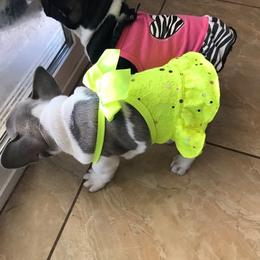 French Bulldog Puppies from Scrumptious Paws