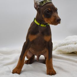 Yellow collar - Red and rust male Doberman Pinscher puppy in Lafayette, Louisiana from Indah Lux Dobermans