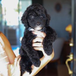 Girl 1 - Black female Bernedoodle puppy in Yuba City, California from Ranch House Doodles