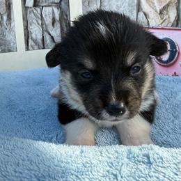 Nile - Black and white male American Corgi puppy in Scottown, Ohio from Wyndy Ridge Corgis