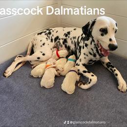 Dalmatian Puppies from Glasscock Dalmatians