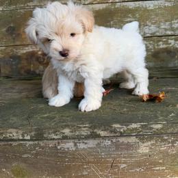 Skor - White male Miniature Schnauzer puppy in Clover, South Carolina from Bobo’s Babies Kennels