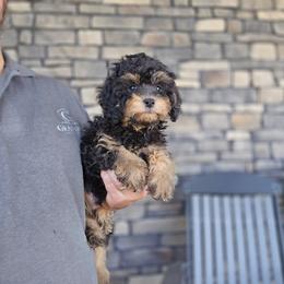 Sam - Black and tan male Cavapoo puppy in Apple Creek, Ohio from Grandeur Valley Puppies