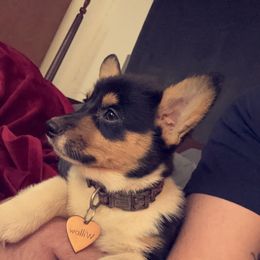 Girl 5 - White and black Pembroke Welsh Corgi puppy in Bossier City, Louisiana from Southside Pembroke Welsh Corgis