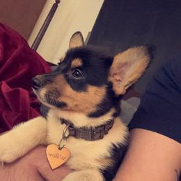 Girl 5 - White and black Pembroke Welsh Corgi puppy in Bossier City, Louisiana from Southside Pembroke Welsh Corgis