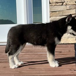 Siberian Husky Puppies from Yetieska Siberians