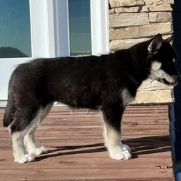 Siberian Husky Puppies from Yetieska Siberians