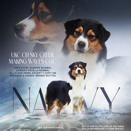 Navy - Australian Shepherd