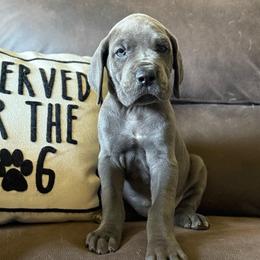 Tomato - Blue female Great Dane puppy in Sac City, Iowa from Northern Great Danes of Colorado & Iowa