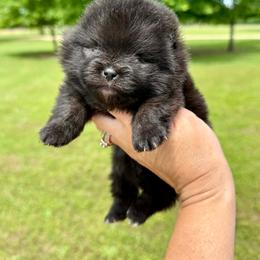 CADBURY - Black female Pomeranian puppy in Willis, Texas from Treasured Jewels Pomeranians