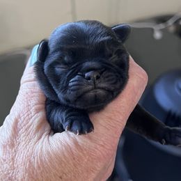 Boy 4 - Black male Pug puppy in Checotah, Oklahoma from Baxter Family Pugs