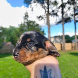 Nala - Dapple female Dachshund puppy in Jackson, Tennessee from BlackPine Kennels