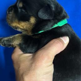 Boy5 - Black and mahogany male Rottweiler puppy in Bartonsville, Pennsylvania from Karol's Rottweilers