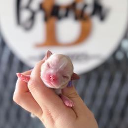 Bruiser - Fawn and white male Chihuahua puppy in Harrison, Michigan from Cloud9 Chihuahuas