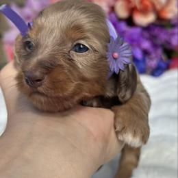 Sienna - dapple long hair - Dapple female Dachshund puppy in Lakeland, Florida from Elite Doxies Florida