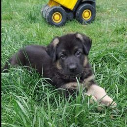 German Shepherd Puppies from Kaiser + Leyna