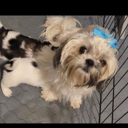 Chevy-girl - Shih Tzu