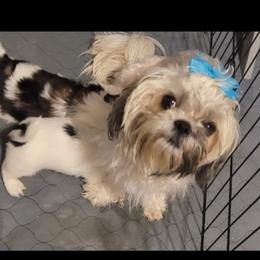 Chevy-girl - Shih Tzu