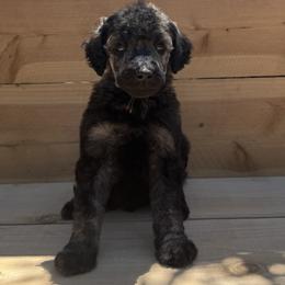 Enoki - Brindle male Poodle puppy in Arroyo Grande, California from Ever So Clever Poodles