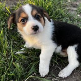 Pembroke Welsh Corgi Puppies from JD's Corgi Kennel