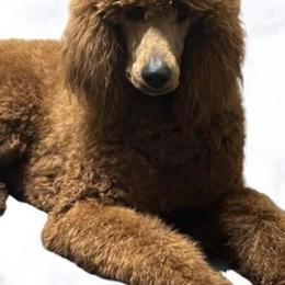 Rusty - Red  male Goldendoodle puppy in Kingsville, Missouri from The Bruce Farm