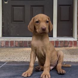 Pikachu - Golden rust male Vizsla puppy in Bloomington, Indiana from Envizion