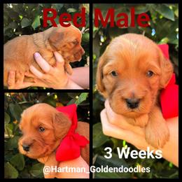 Red - Red  male Goldendoodle puppy in Upland, California from Hartman Goldendoodles