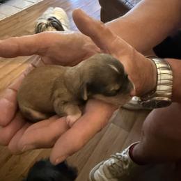 Victoria - Red sable female Havanese puppy in Hudson, New York from Havanese of Claverack and Hudson Valley Labradors