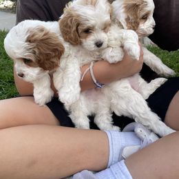 Cavapoo Puppies from Ellas.Pups