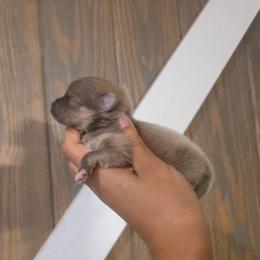 Mccoy - Blue sable male Pomeranian puppy in Smithville, Texas from Lafary Poms