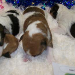 Wire Fox Terriers from LT Wire Fox Terriers
