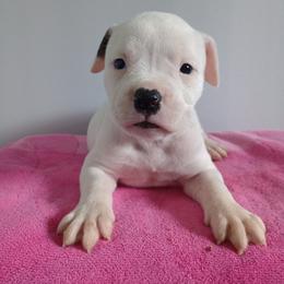 Puppy 1 Pink - White and brindle female American Bulldog puppy in Kingsport, Tennessee from Iron Will American Bulldogs