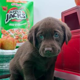 Purple - Chocolate male Labrador Retriever puppy in Heath Springs, South Carolina from Rich Hill Retrievers