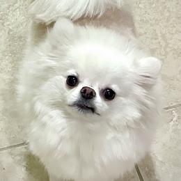 Pomeranian puppies from Bon Bon Poms