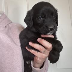 Boy 4 (Brown) - male Golden Mountain Dog puppy in Wyoming from Great Basin BMD