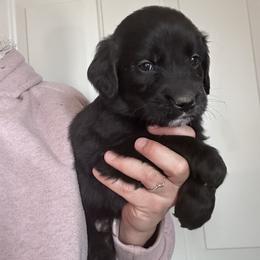 Boy 4 (Brown) - male Golden Mountain Dog puppy in Wyoming from Great Basin BMD
