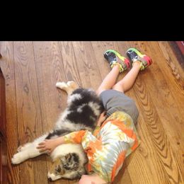 Australian Shepherd Puppies from Kelbrook Farm Australian Shepherds