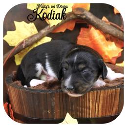 KODIAK - AKC Registered - Black and tan male Dachshund puppy in Graceville, Florida from Misty's 101 Doxies