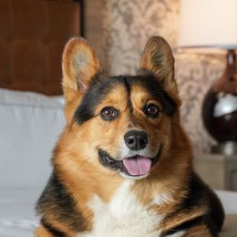 Han - Pembroke Welsh Corgi