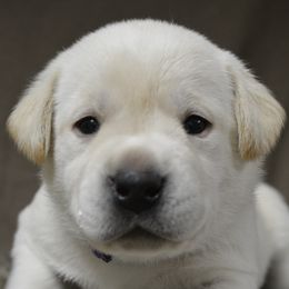 Labrador Retrievers from Cypress Brake Retrievers