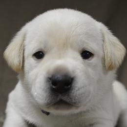 Labrador Retrievers from Cypress Brake Retrievers