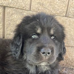 Boy 1 - Black and tan Tibetan Mastiff puppy in Colorado Springs, Colorado from Wanderlust Tibetan Mastiffs
