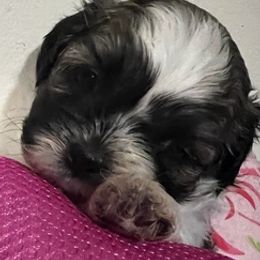 Shih Tzus from Shuwan's Shih Tzus