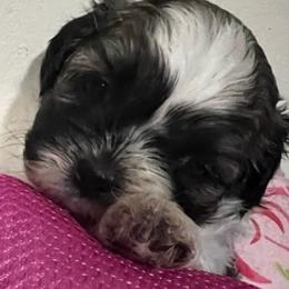 Shih Tzus from Shuwan's Shih Tzus
