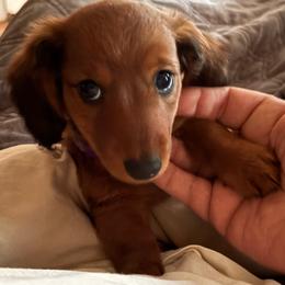 Preston - Sable male Dachshund puppy in Hobart, Indiana from Cogsworth Cromwell Dachshunds of NW Indiana and SW Michigan
