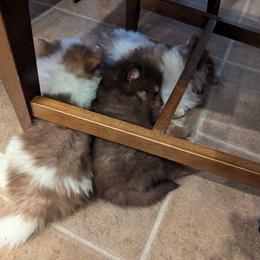 Pomsky Puppies from Tony Hwang