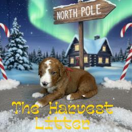 Gravy - Red  male Goldendoodle puppy in Houston, Texas from Golden Life Doodles